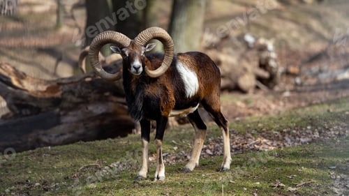 Preview: Close-up of Asiatic mouflon in the mountain forest