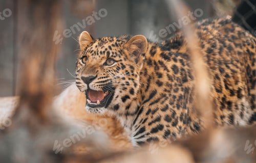 Preview: Irritated leopard baring its teeth in a wide yawn.