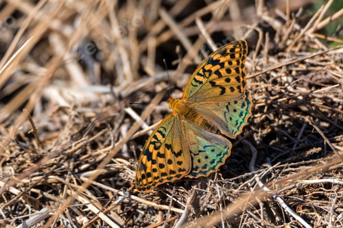 Preview: The cardinal butterfly or Argynnis Pandora close