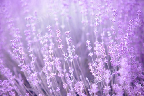 Preview: Blooming lavender. Soft focus. Blurred background.