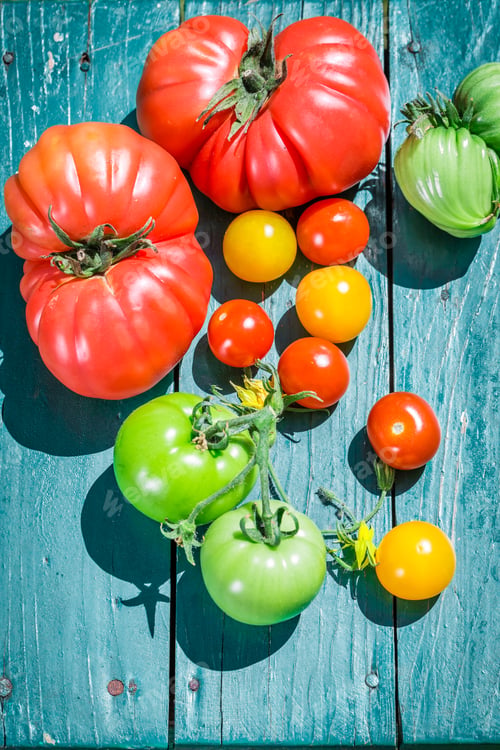 Preview: Healthy tomatoes in sunny day in garden
