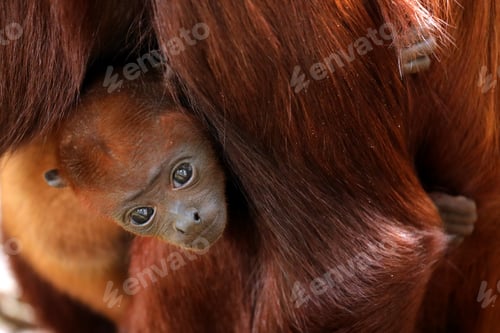 Preview: Red howler monkey baby