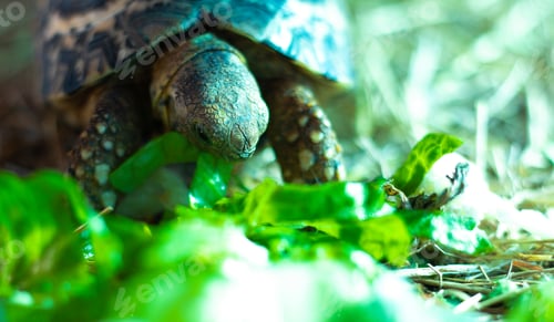 Preview: Close up of a baby African tortoise eating lettuce and vegetables.