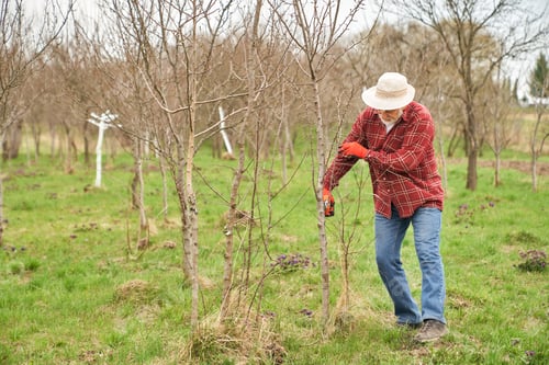 Preview: Peasant taking care of plants in spring season.
