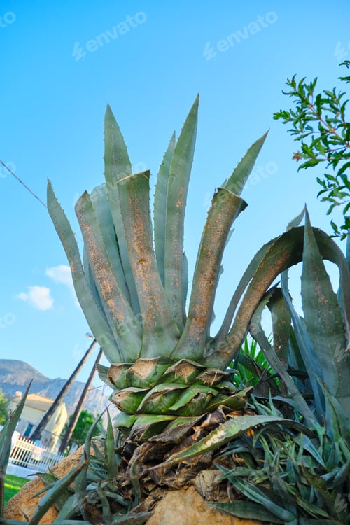 Preview: Agave americana marginata plant close-up in the garden