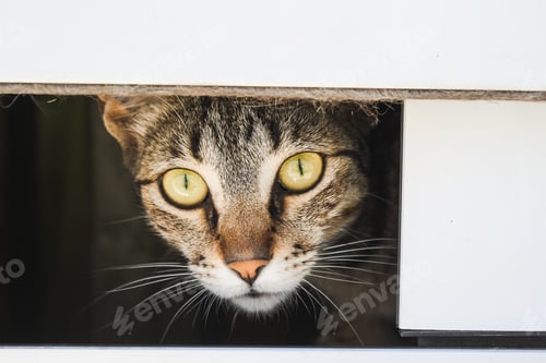 Preview: Cute domestic gray cat looking through a fence