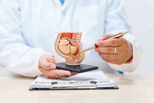 Preview: A doctor works at a desk with a model of a female womb containing a fetus, demonstrating growth