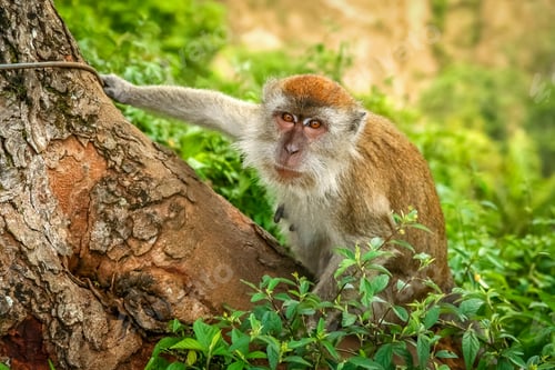 Preview: Indonesian Macaque monkey