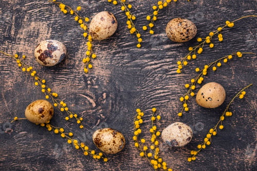 Preview: Quail eggs and mimosa flowers