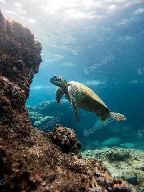 Preview: Vertical shot of a green sea turtle diving on a rocky seabed.