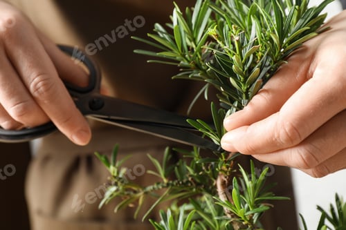 Preview: Woman trimming Japanese bonsai plant, closeup. Creating zen atmosphere at home