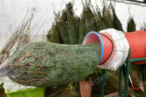 Preview: Salesman being wrapped up a Christmas tree packed in a plastic net