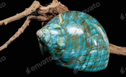 Preview: Polished Turquoise Nautilus Shell