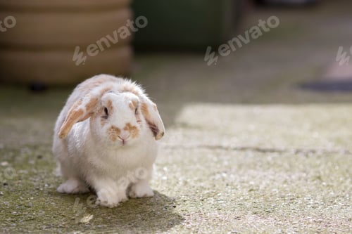 Preview: pets, bunny, scared, rabbit, hare