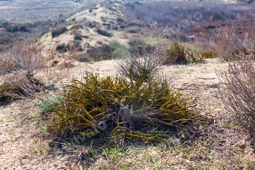 Preview: Dry mossy covered bush in the steppe
