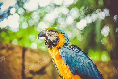 Preview: bird, parrot, Scarlet, Macaw