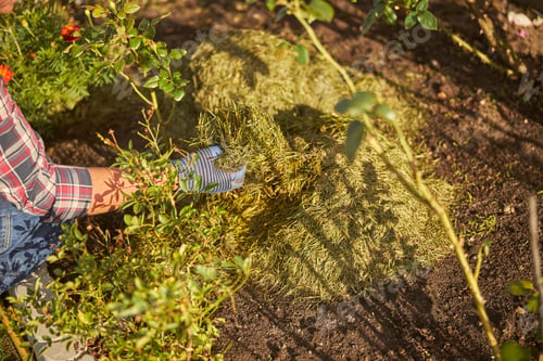 Preview: Hay protecting a flowerbed from an upcoming cold