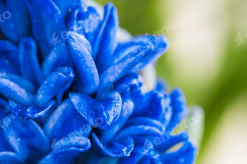 Preview: blue hyacinth flower closeup