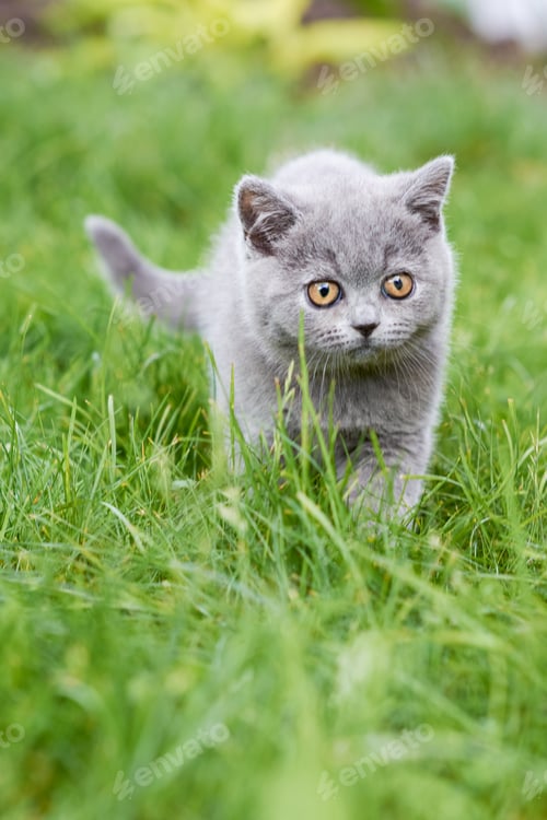 Preview: British Shorthair kitten on a walk in the garden, walking on the grass and looking carefully.