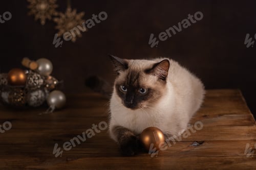 Preview: Birman cat (Color Point cat) and preparation for Christmas and New Year.