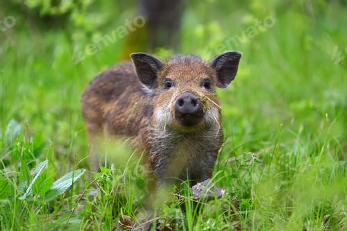 Preview: Wild boar in forest