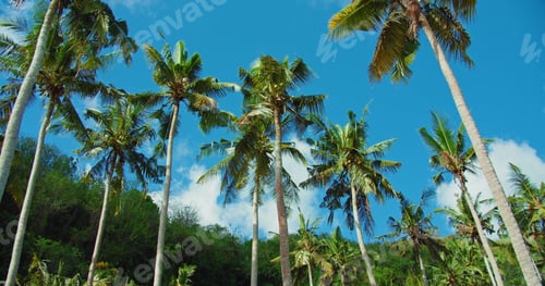 Preview: Tall coconut palm trees and blue sky at the beach during warm sunny summer day. Wind shakes the lush