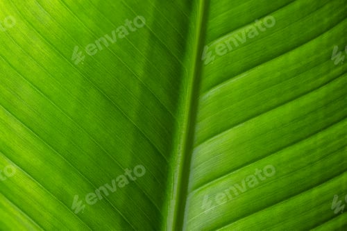 Preview: Green leave texture pattern close up