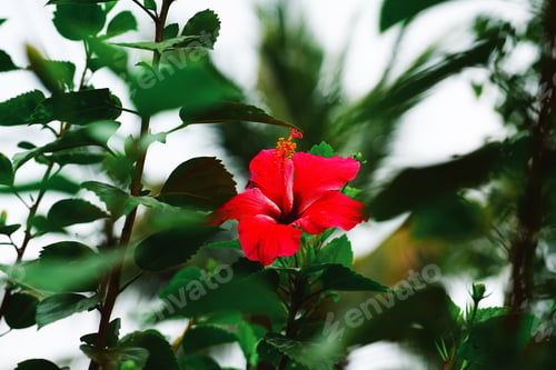 Preview: Red flower