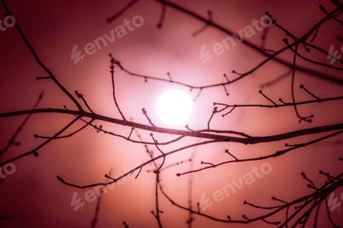 Preview: Moon shine with red hue through branches of tree and with a faint heart shape around moon in sky
