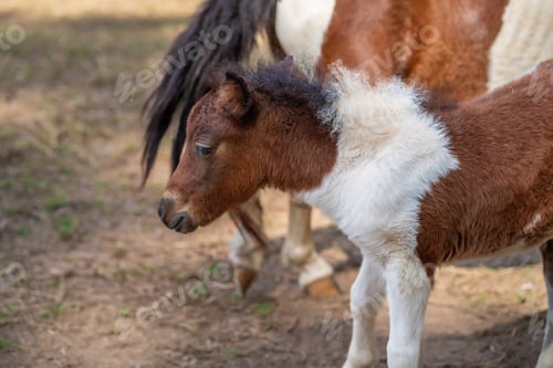 Preview: Young Miniature Horse (Equus ferus caballus)