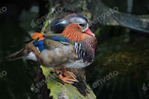 Preview: Beautiful Mandarin duck