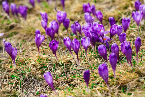 Preview: Purple crocus flowers in snow awakening in spring
