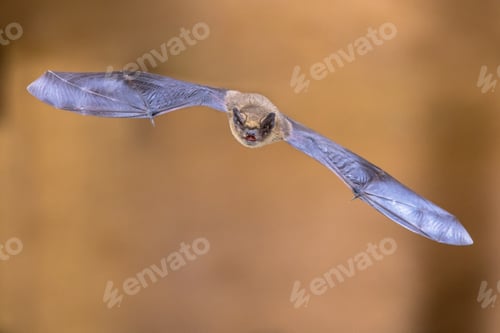 Preview: Flying pipistrelle bat