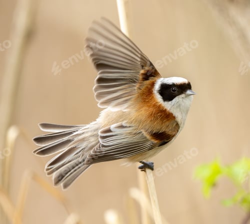 Preview: Remiz Bird Flaps Wings On Branch