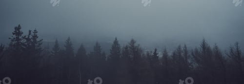 Preview: Pine tree forest silhouette with fog