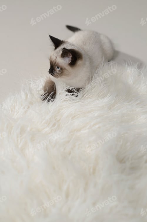 Preview: Siamese Cat