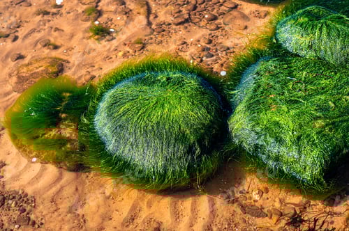 Preview: Green background of algae seaweed. Stone with bright seaweed closeup.