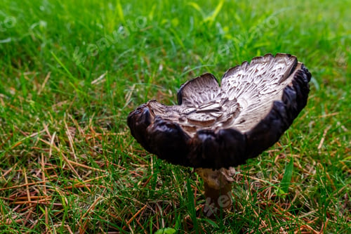 Preview: Mushroom of intense color, Macrolepiota procera.