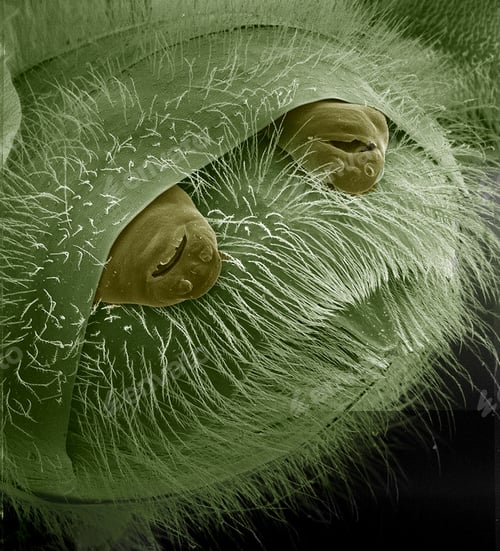 Preview: Female Strepsiptera protruding from the posterior end of their host, a bee SEM