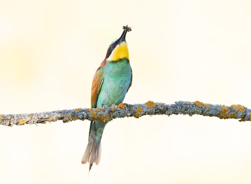 Preview: European bee-eater. A bird sits on a branch on a light background, holding prey in its beak