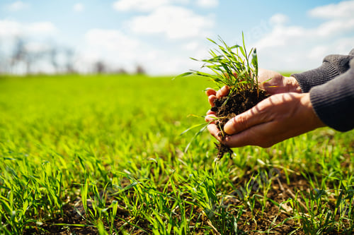 Preview: Young Green wheat seedlings in the hands of a farmer. Agronomist checks and explores sprouts of rye.