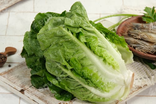 Preview: Fresh green Romaine Lettuce (Lactuca sativa), isolated on the white background