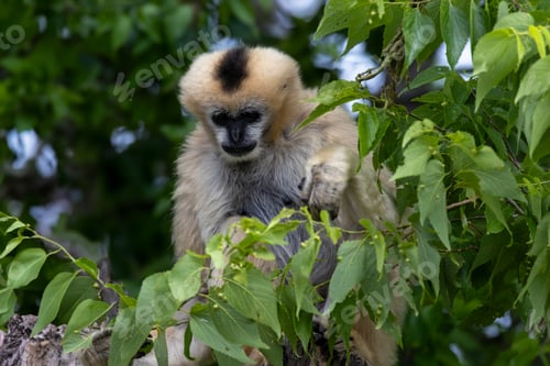 Preview: Yellow-cheeked gibbon (Nomascus gabriellae) in a lush forest habitat