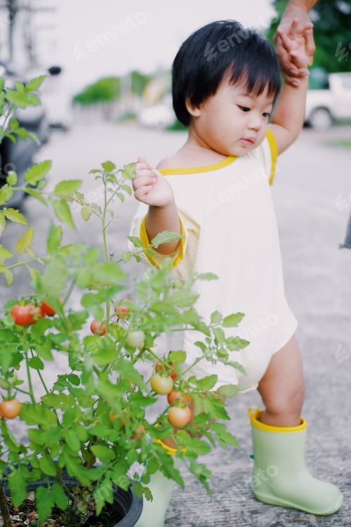 Preview: Tomato picking