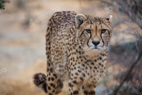 Vista previa: Cheetah in a natural habitat