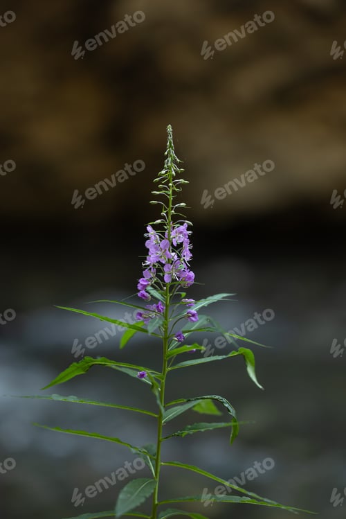 Preview: Closeup of a Purple Wildflower at Johnston Canyon in Banff National Park Canada