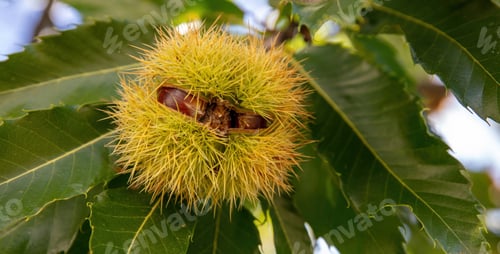 Preview: Chestnut husk close up. Castanea sativa tree branch at harvest Autumn,