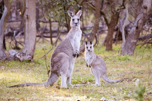 Preview: Kangaroo and Joey in Gresswell Nature Conservation Reserve Australia