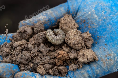 Preview: Winter pest insect pest (Agrotis segetum)