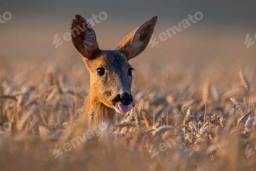Preview: Roe deer tongue sticking out in wheat in close up.
